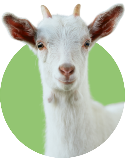 ヤギの画像