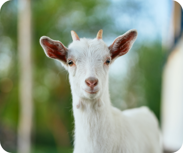 ヤギの画像