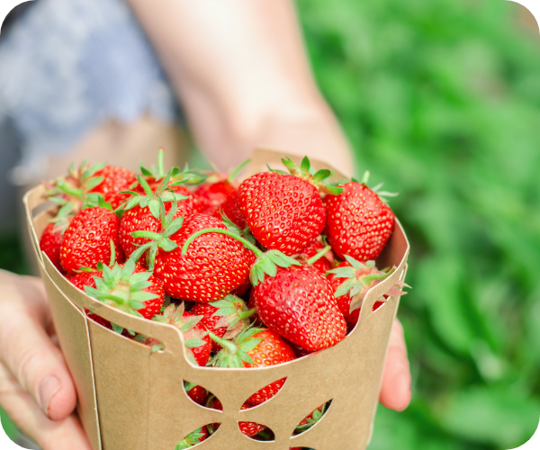 収穫したいちごの画像
